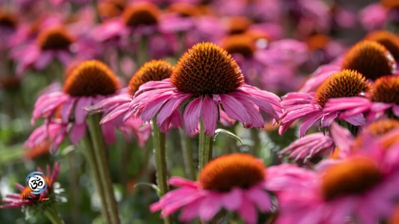 Equinácea (Echinacea spp.)