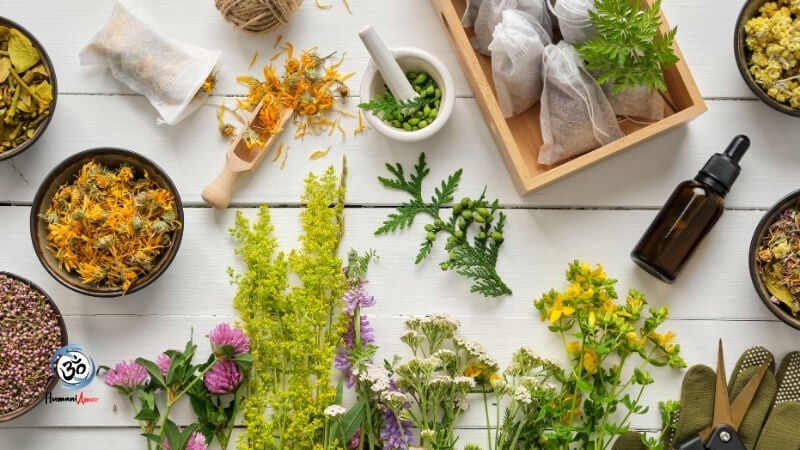 Mitos e verdades sobre fitoterapia
