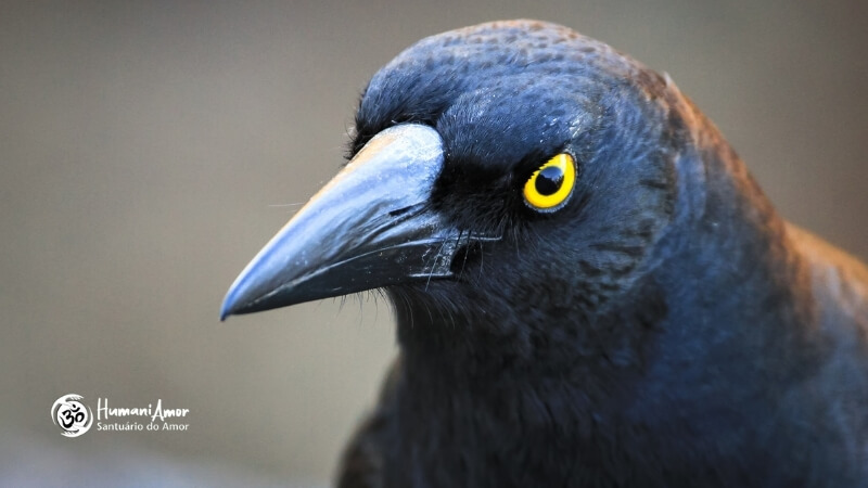 Por que o arquétipo do corvo é considerado o mensageiro entre os mundos